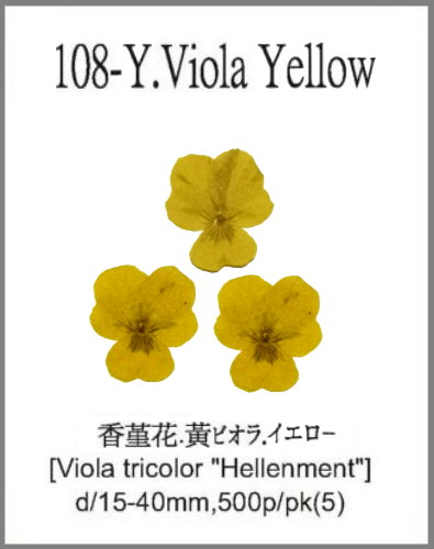 108-Y.Viola Yellow 