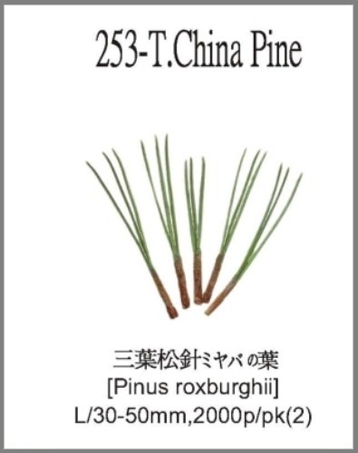 253-T.China Pine 