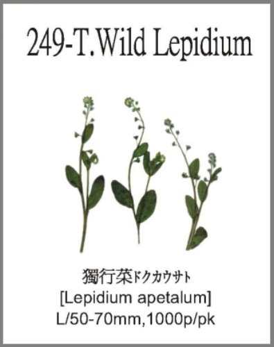 249-T.Wild Lepidium 