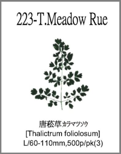 223-T.Meadow Rue 