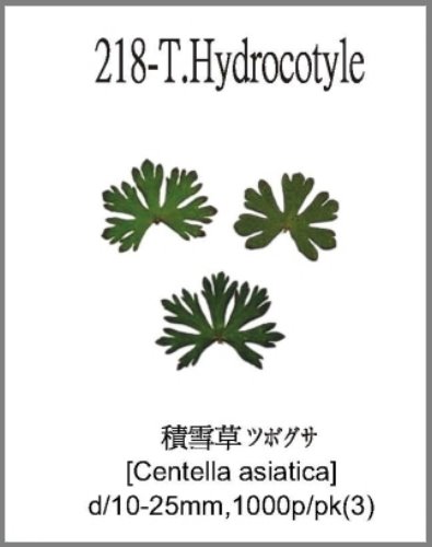 218-T.Hydrocotyle 