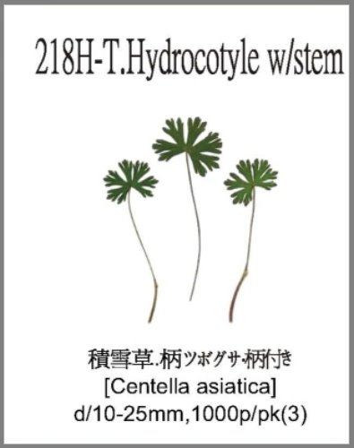 218H-T.Hydrocotyle w/stem 