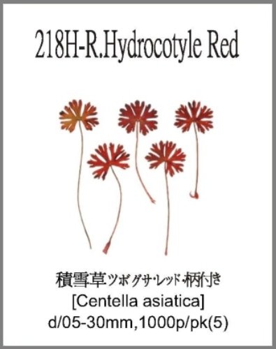 218H-R.Hydrocotyle Red w/stem 