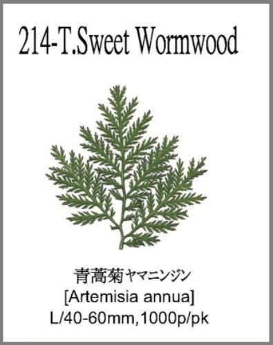 214-T.Sweet Wormwood 