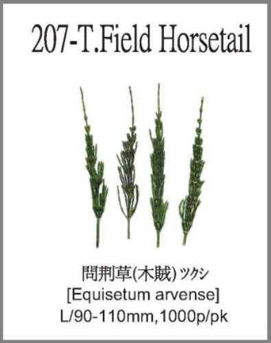 207-T.Field Horsetail 