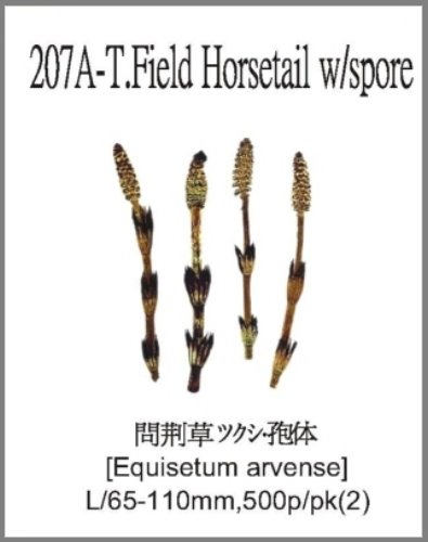 207A-T.Field Horsetail w/spore 