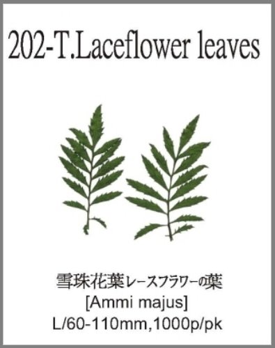 202-T.Laceflower leaves 