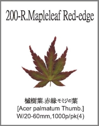 200-R.Mapleleaf Red-edge 