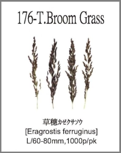 176-T.Broom Grass 