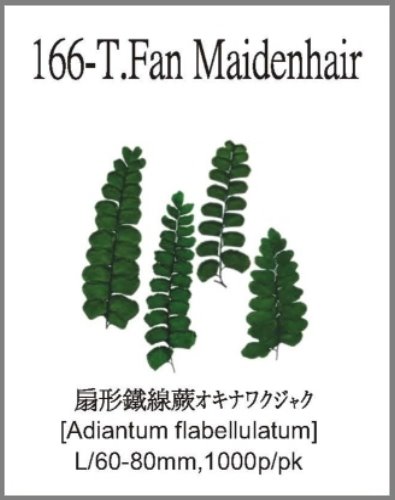 166-T.Fan Maidenhair 