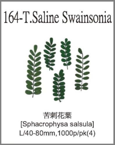 164-T.Saline Swainsonia 
