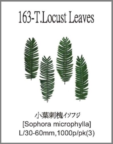 163-T.Locust Leaves 