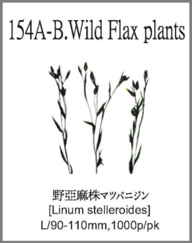 154A-B.Wild Flax plants 