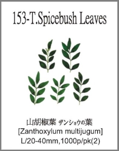 153-T.Spicebush Leaves 