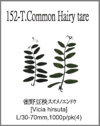 152-T.Common Hairy tare 