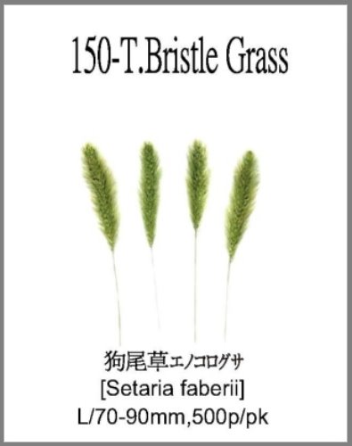 150-T.Bristle Grass 