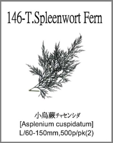 146-T.Spleenwort Fern 