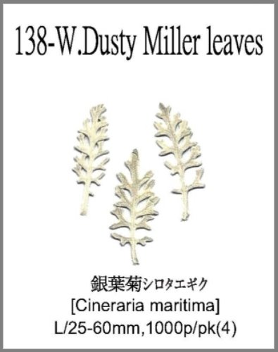 138-W.Dusty Miller leaves 