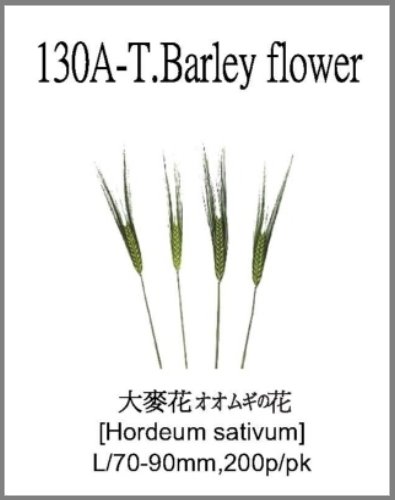 130A-T.Barley flower 