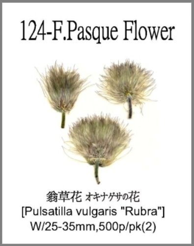 124-F.Pasque flower