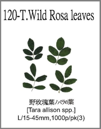 120-T.Wild Rosa leaves 