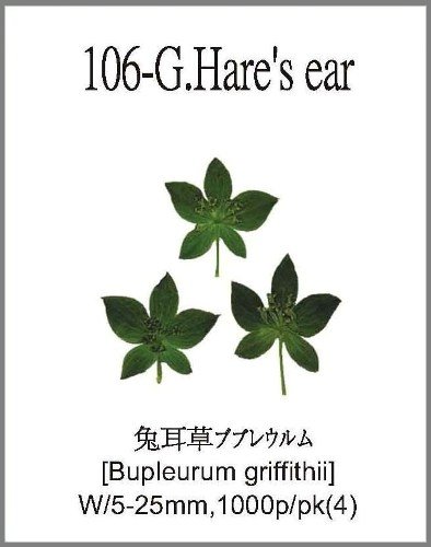 106-G.Hare's ear 