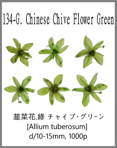 134-G. Chinese Chive Flower Green 