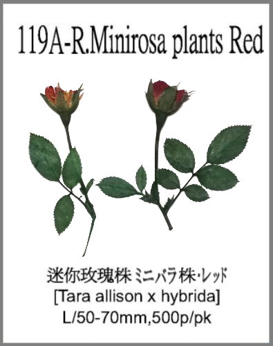119A-R.Minirosa plants Red 