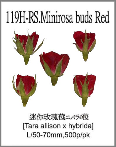 119H-RS.Minirosa buds Red 