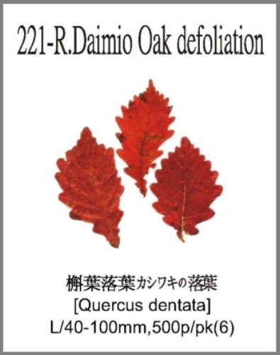 221-R.Daimio Oak defoliation 