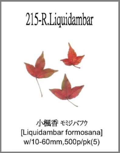 215-R.Liquidambar 