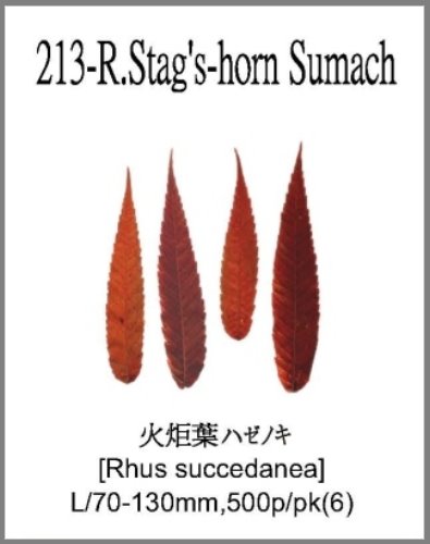 213-R.Stag's-horn Sumach 