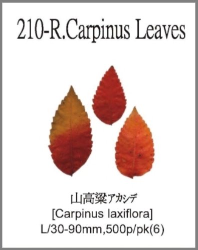210-R.Carpinus Leaves 