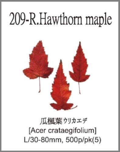 209-R.Hawthorn maple 