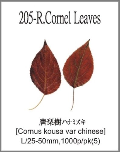 205-R.Cornel Leaves 