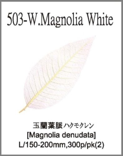 503-W.Magnolia White 