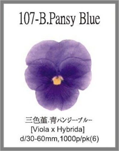 107-B Pansy Blue