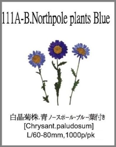 111A-B.Northpole plants Blue