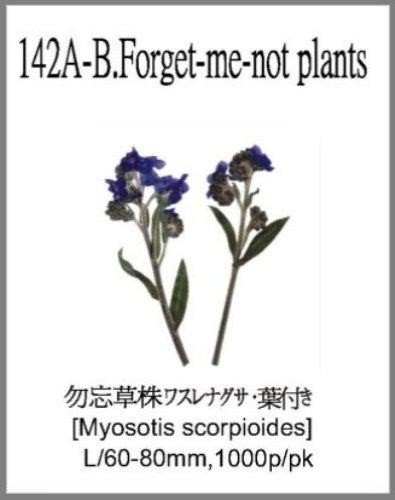 142A-B.Forget-me-not plants 