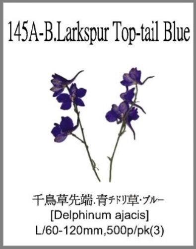 145A-B.Larkspur Top-tail Blue 