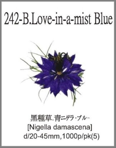 242-B.Love-in-a-mist Blue 