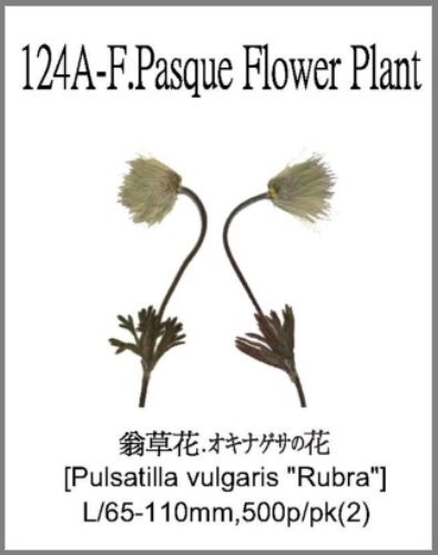 124A-F.Pasque Flower Plant 
