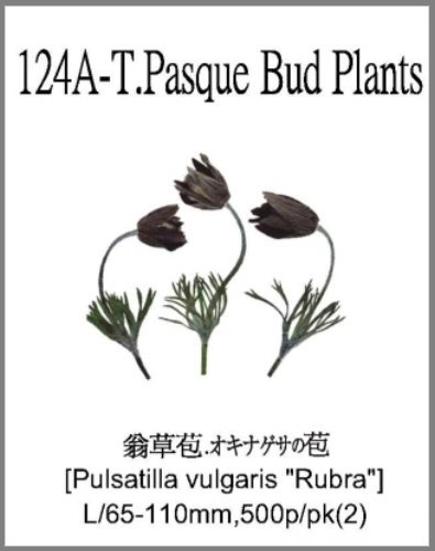 124A-T.Pasque Bud Plants 