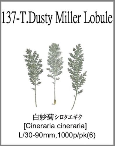 137-T.Dusty Miller Lobule 