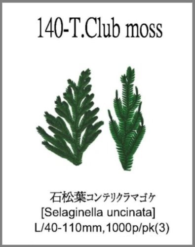 140-T.Club moss 