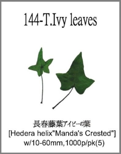144-T.Ivy leaves 