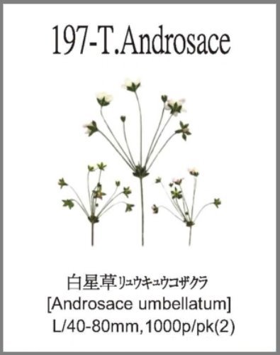 197-T.Androsace 