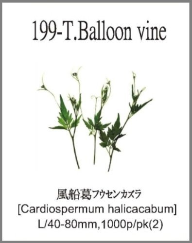 199-T.Balloon vine 