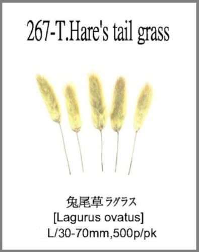 267-T.Hare's tail grass 