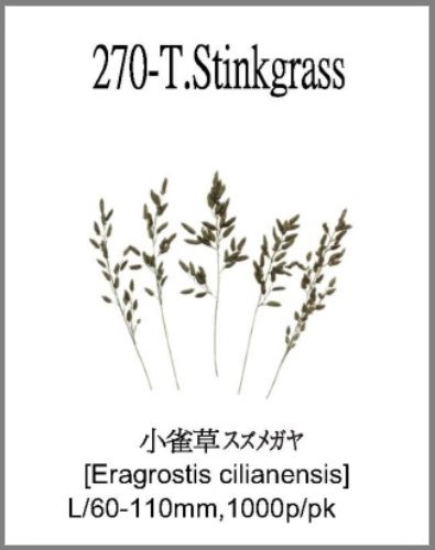 270-T.Stinkgrass 